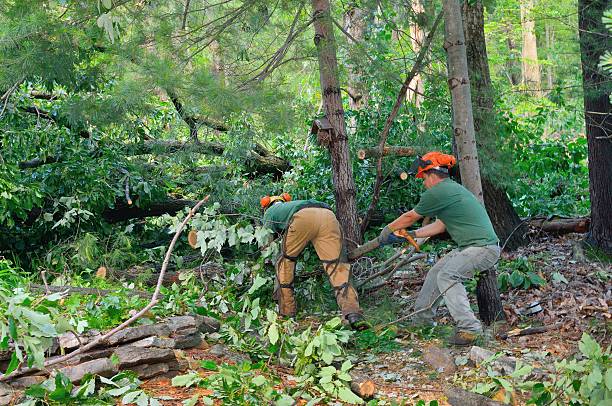 Reliable Wedgefield, FL Tree Services Solutions