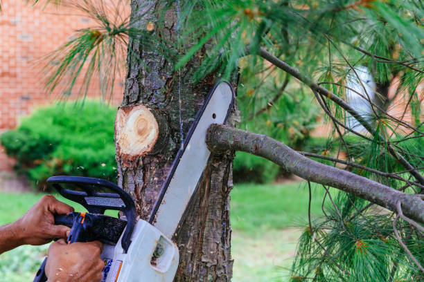 How Our Tree Care Process Works  in  Wedgefield, FL